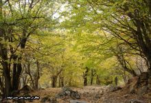 گزارش تصویری از فصل پاییز در جنگل ابر شاهرود